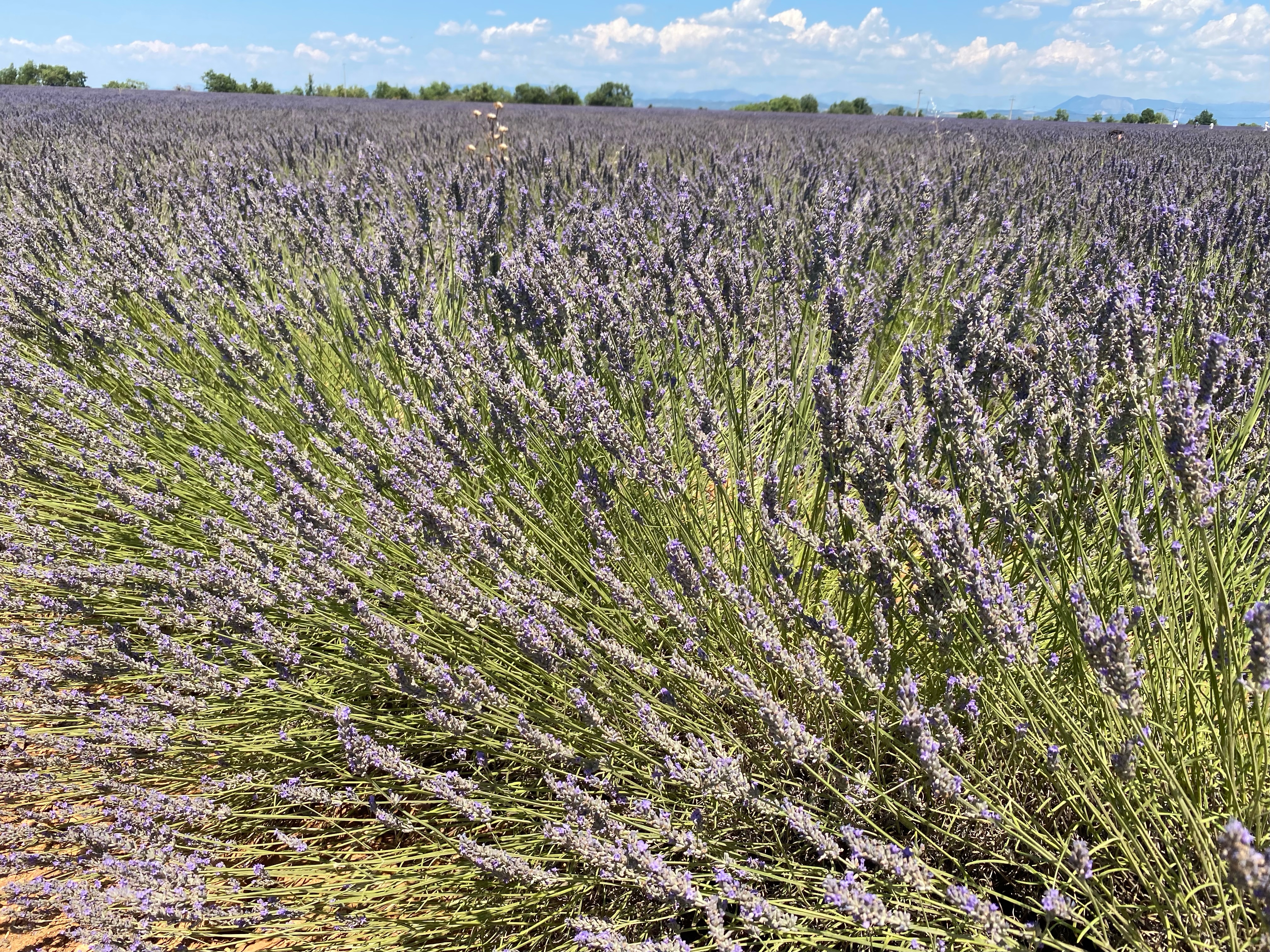 Lavender shrubs in a field in Provence