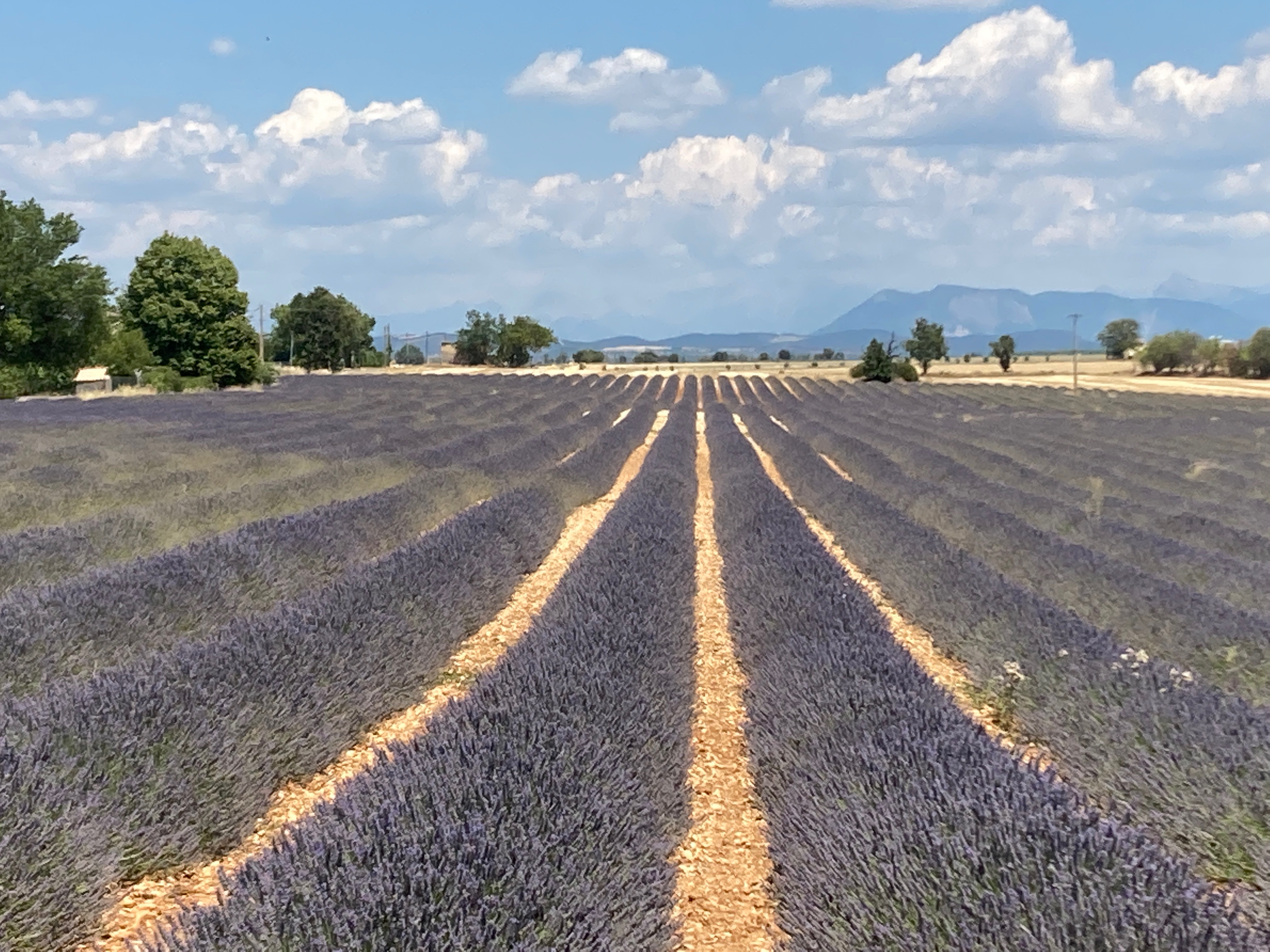 Rows of lavender in a field in Valensole France