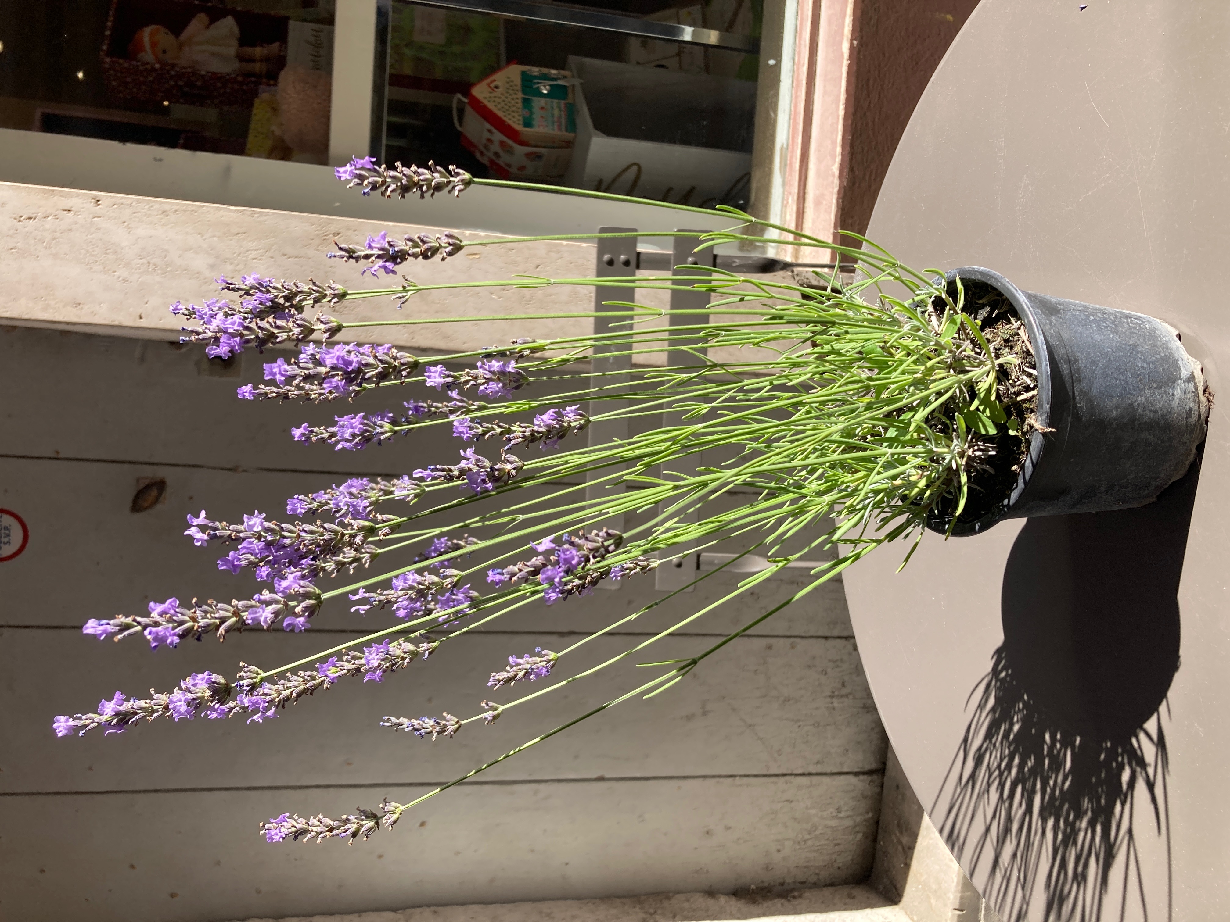 lavender plant growing a pot