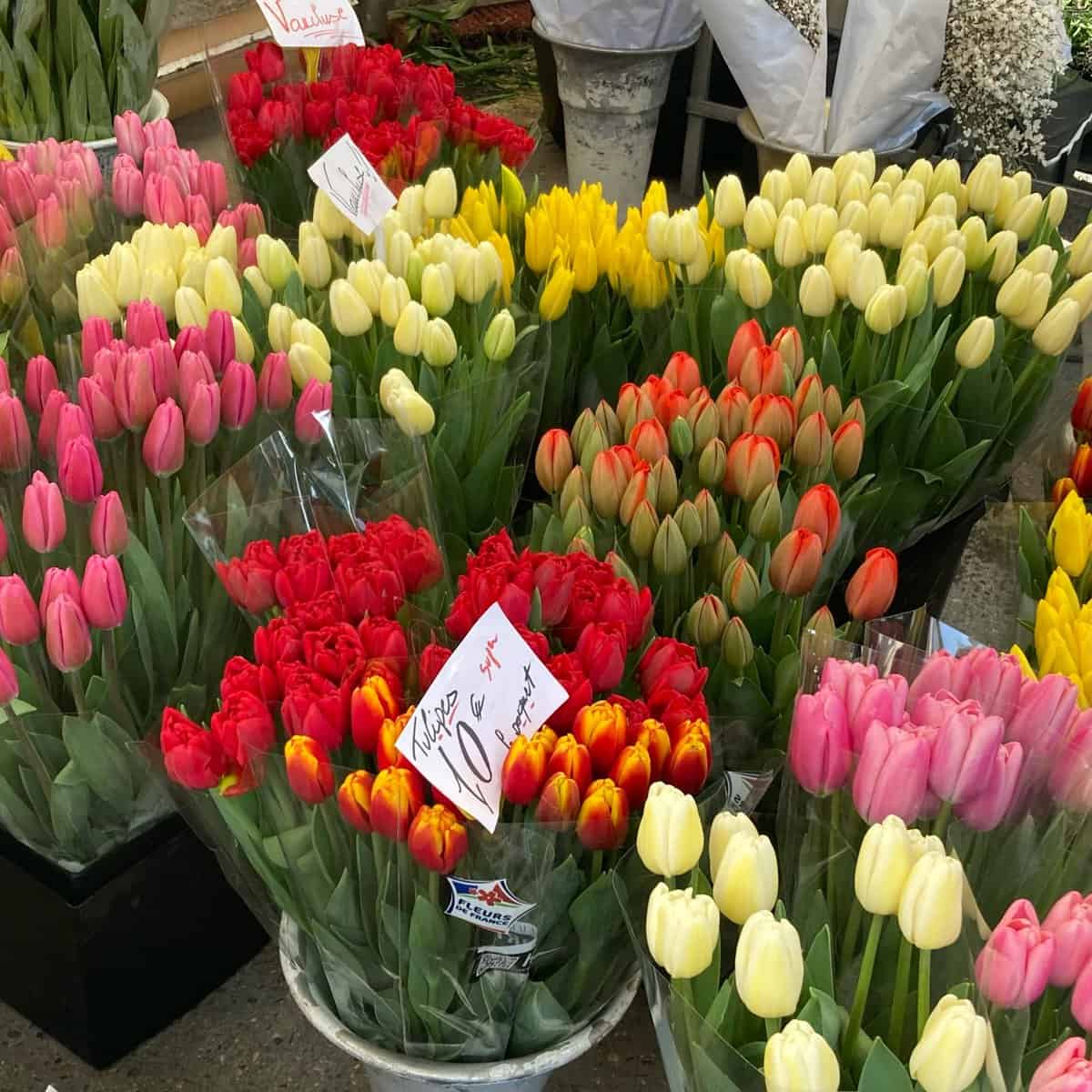 Fresh tulips at a French Market