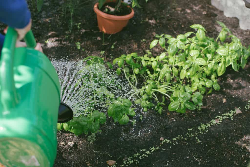 Watering plants with a green watering can