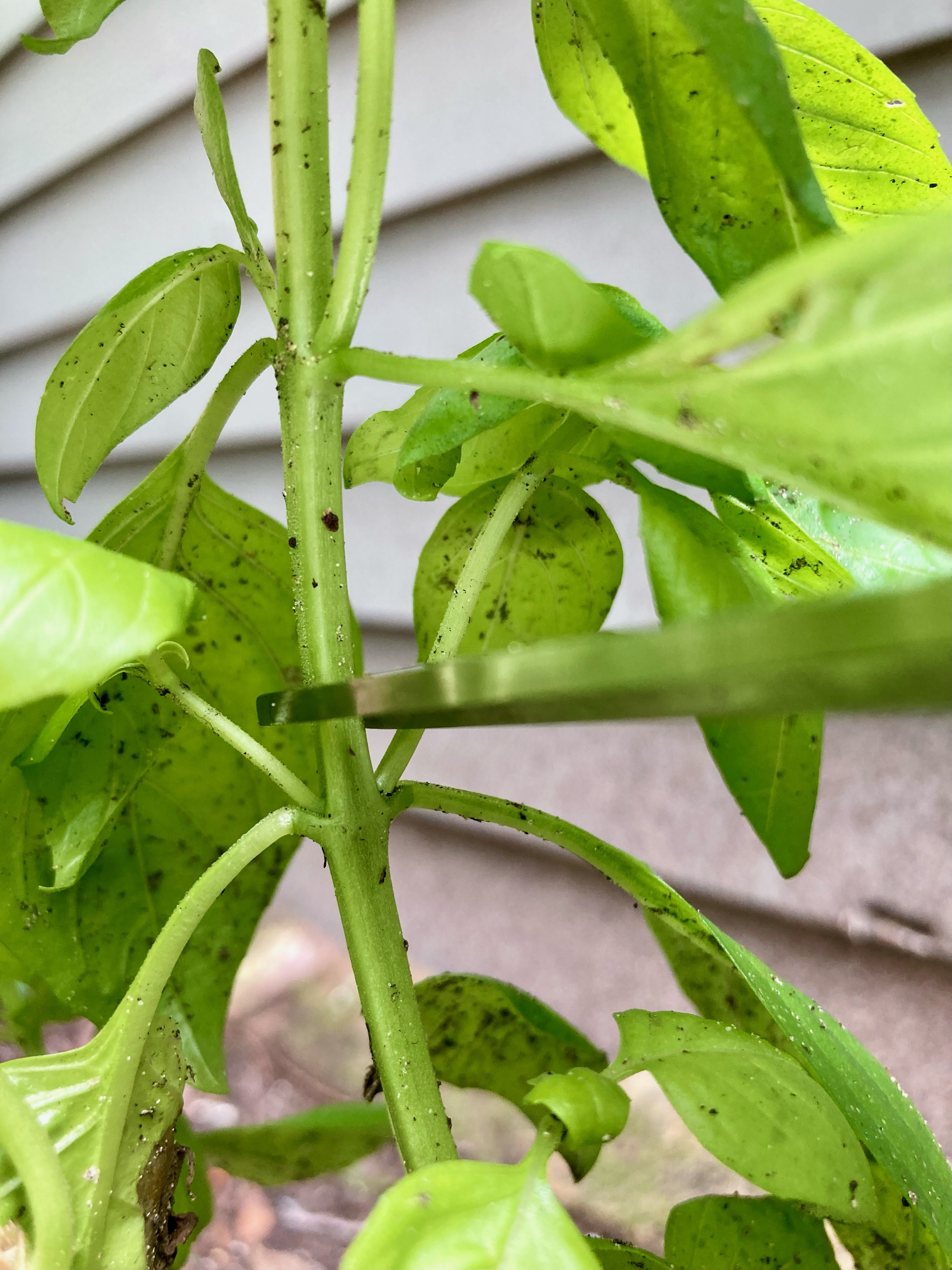 Picture of scissors cutting a branch of basil