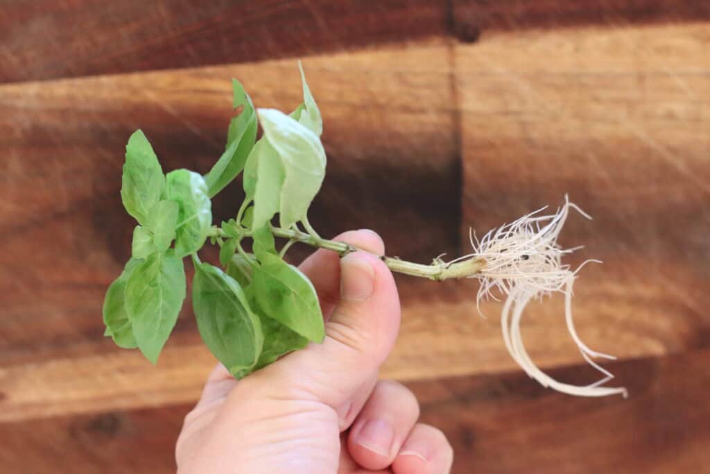 Fresh basil herb plant with roots on a wooden surface in a close-up shot.
