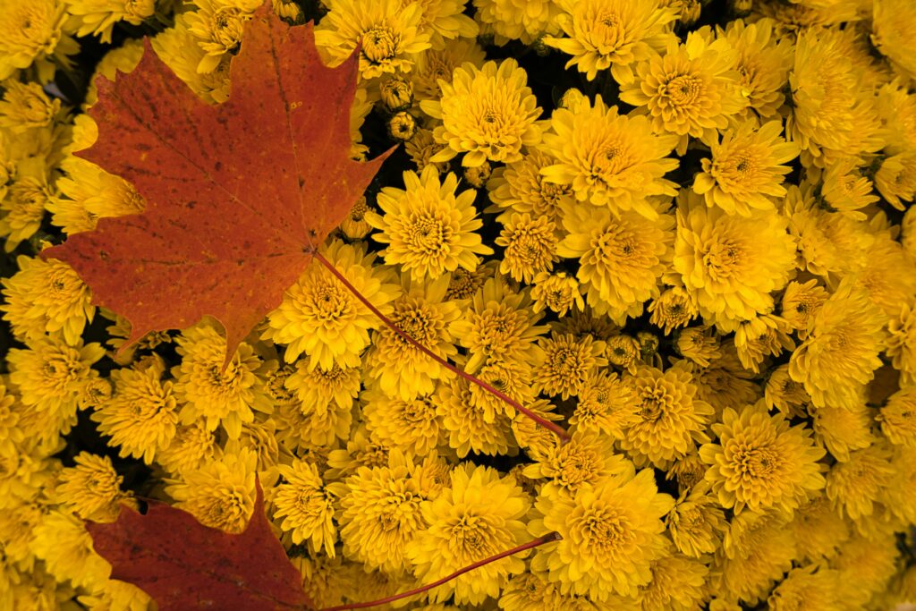 Vibrant yellow chrysanthemums with a red autumn maple leaf, capturing the essence of fall decor and seasonal floral arrangements in France.