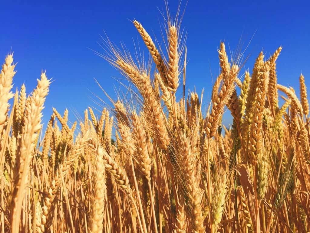 Close up of an American wheat field with clear blue sky.