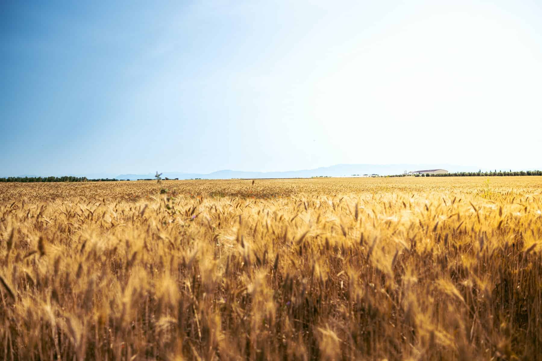 Wheat field in Valensole, France with clear blue sky.