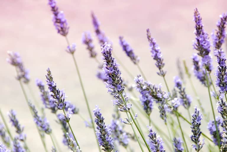 Lavender branches up close