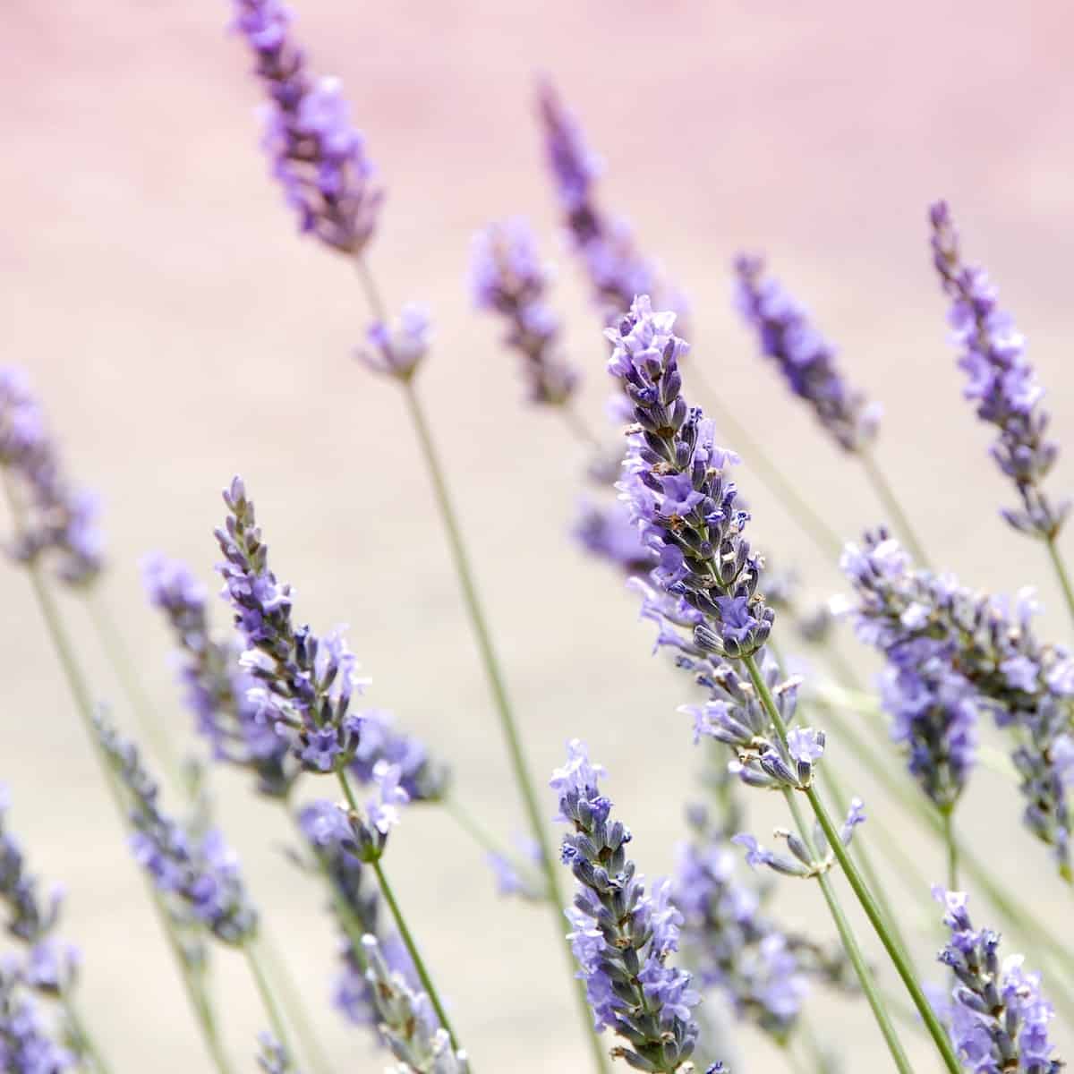 How To Grow And Care For Beautiful French Lavender