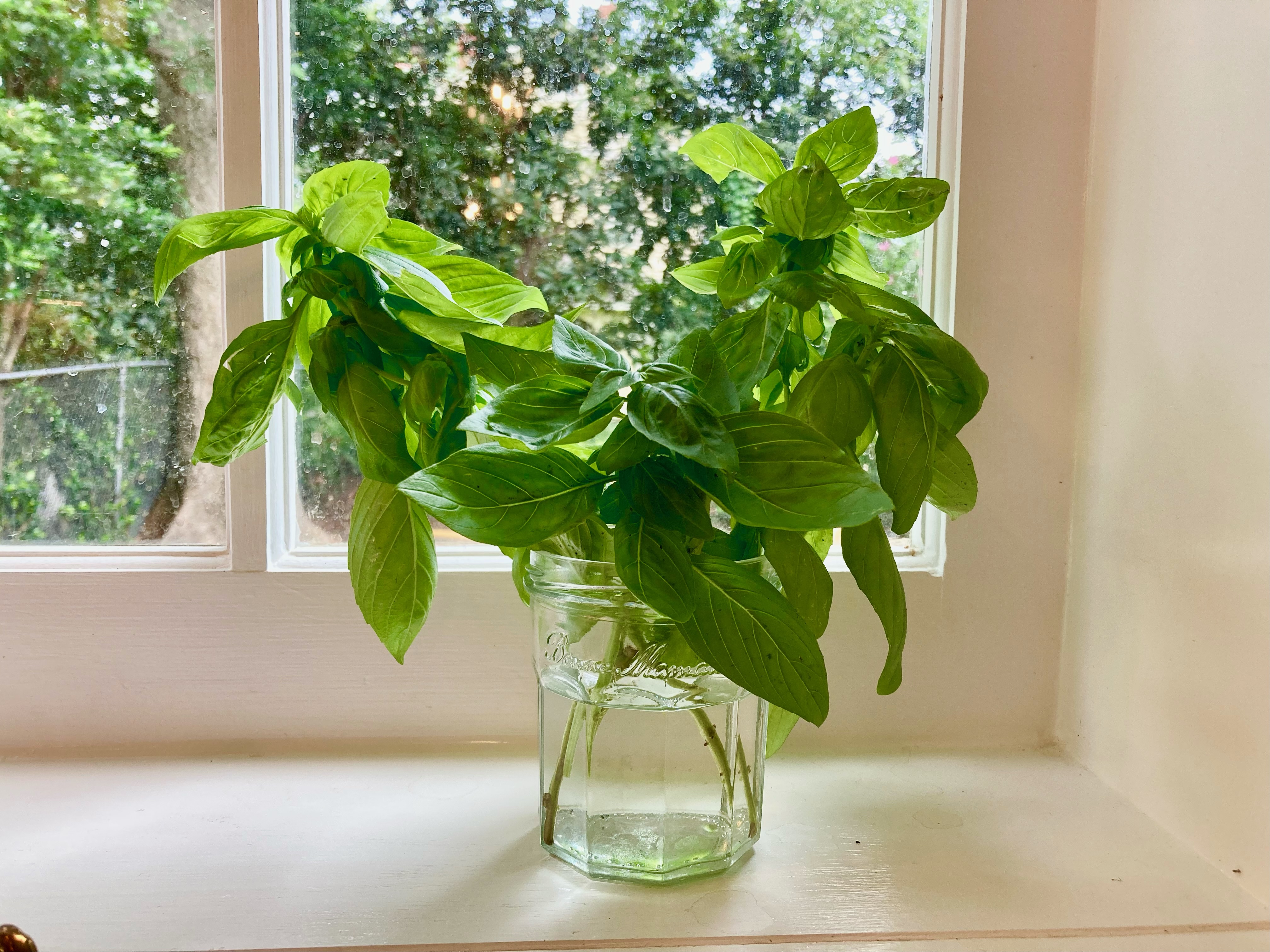 The Best Way to Store Fresh Basil