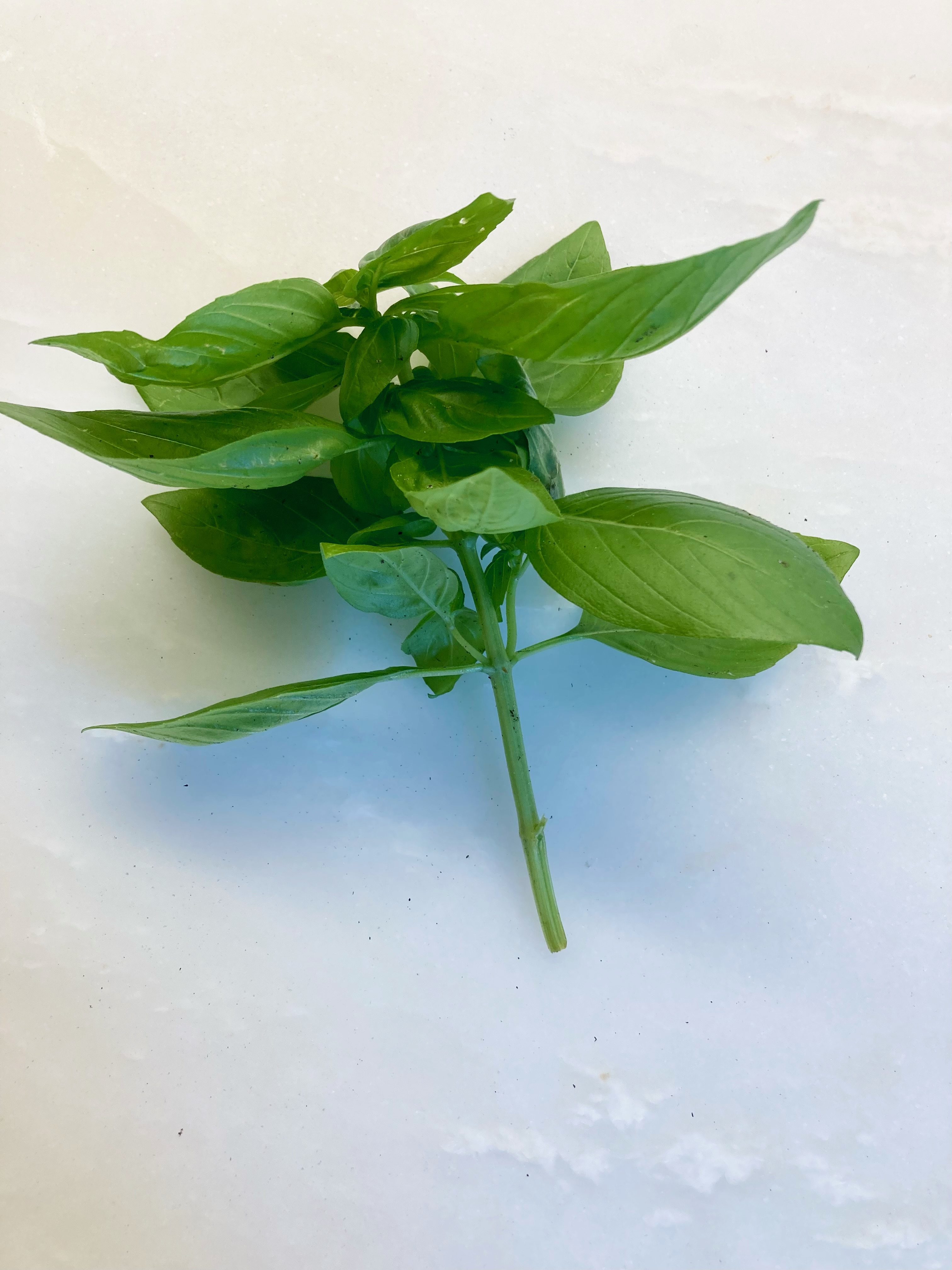 Cut fresh basil branch with leaves plucked off of the bottom