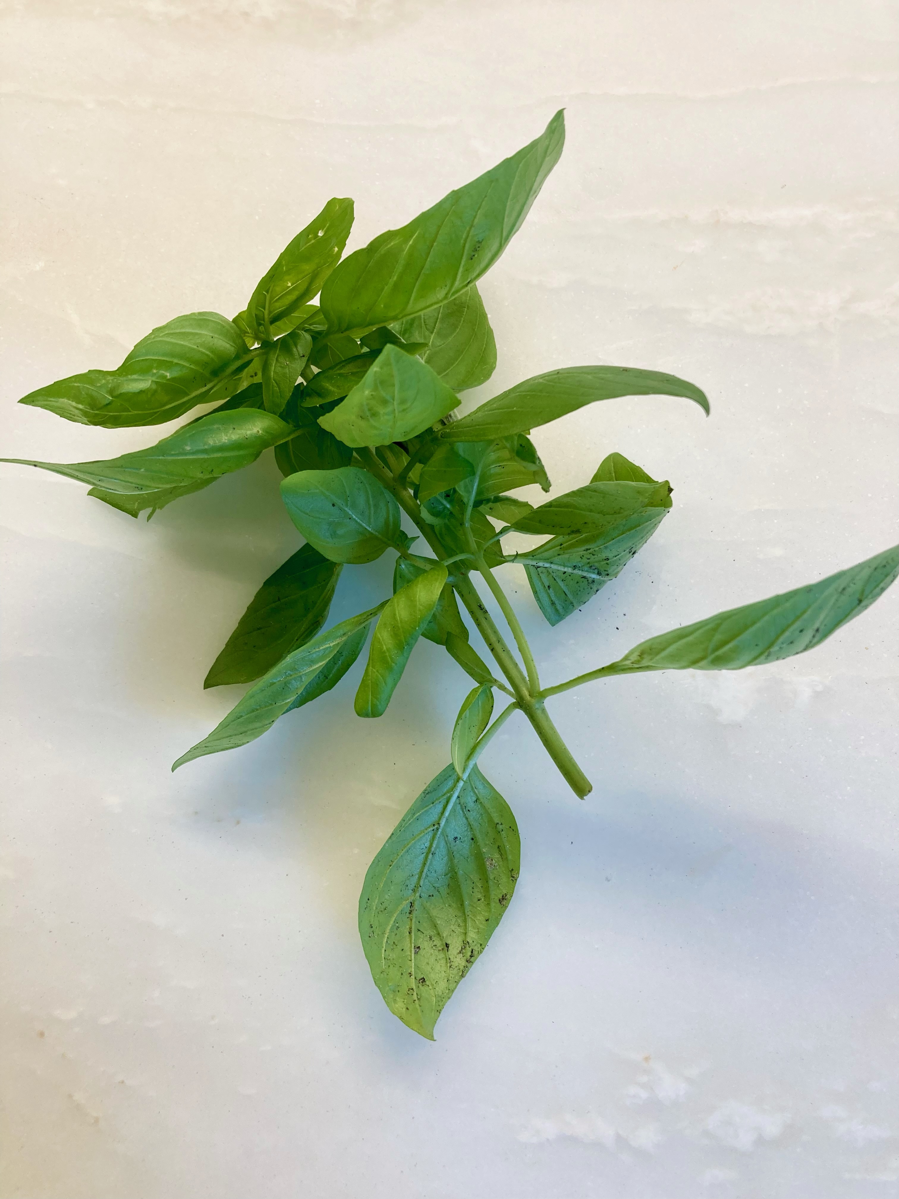 Cut branch of fresh basil sitting on countertop