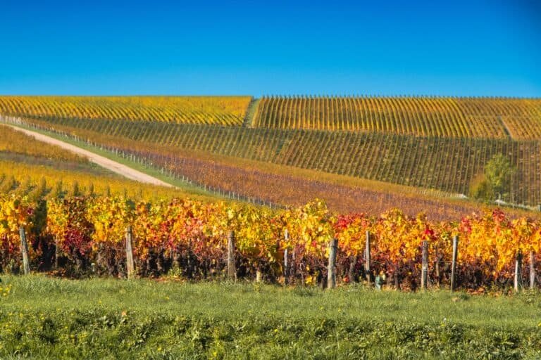 Vineyard in Provence with colorful grapevines, rolling hills, and a clear blue sky, showcasing the picturesque and serene French countryside.